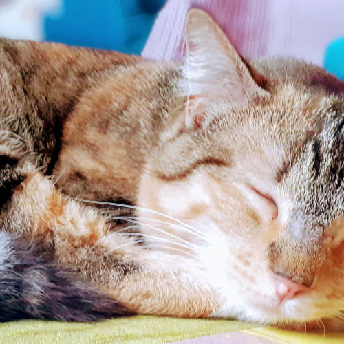 A sleeping cat looking very relaxed after it had a tuning fork sound healing session